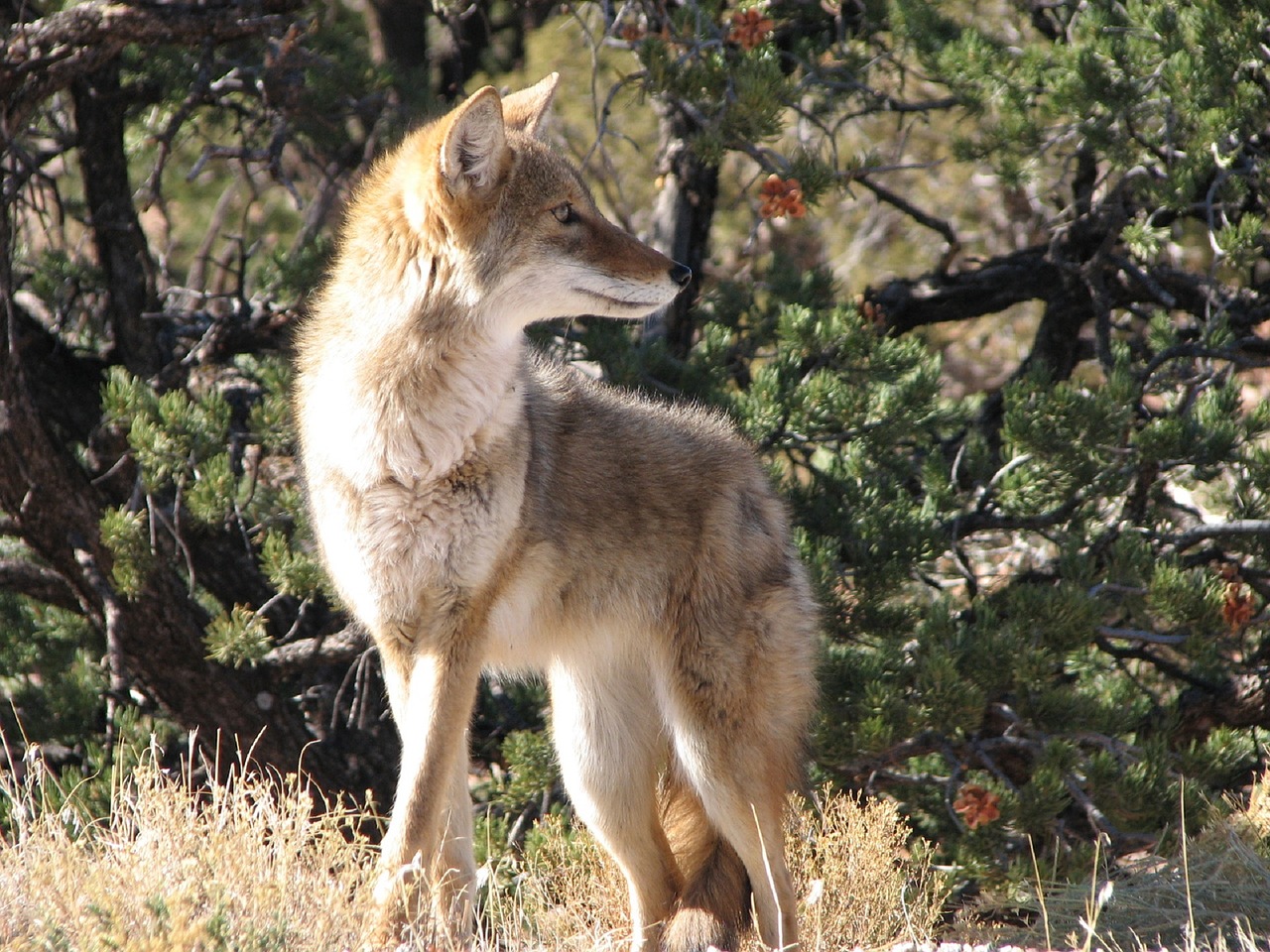 Cochise County Residents Warned Of Coyotes Hunting In Packs – Arizona Daily  Independent